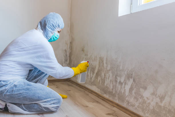 Licensed Mold Remediation service in Roebling, NJ - WQB Mold Removal