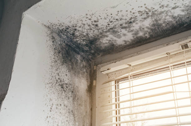 Affordable Mold Remediation solutions in Roebling, NJ